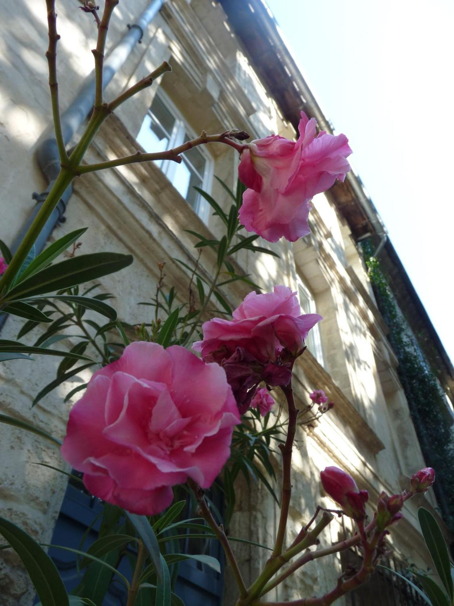 Le Limas Bed & Breakfast Avignon Eksteriør bilde